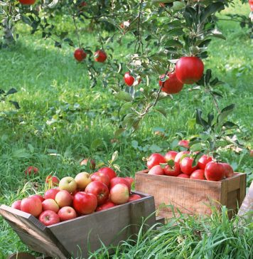 ایران سے سیب کی درآمد سے بلوچستان کے زمیندوراں کو اربوں روپے کا نقصان پہنچ رہا ہے