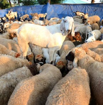 خیبر پختونخواہ : قربانی کی تکرار پر فائرنگ، 5 افراد جاں بحق، 7 زخمی