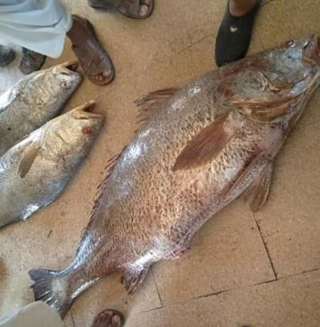 گوادر : 41 کلو وزنی مچھلی 11 لاکھ روپے سے زائد میں فروخت