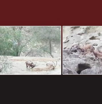 بلوچستان میں خشک سالی،ہنگول پارک میں جنگلی حیات کو خطرے کا سامنا