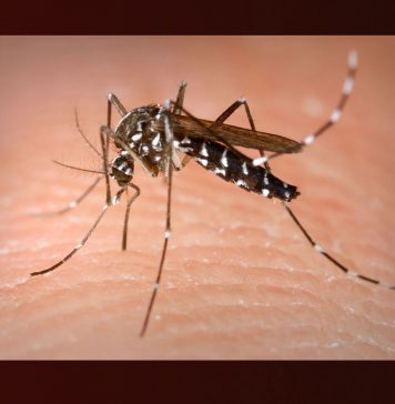 بلوچستان میں ڈینگی کے مریضوں کی تعداد 2725 تک جاپہنچی