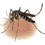 تربت: دو ہفتوں کے دوران ڈینگی کے 92 کیسز رپورٹ، محکمہ صحت اور حکومتی اقدامات پر عوامی مایوسی