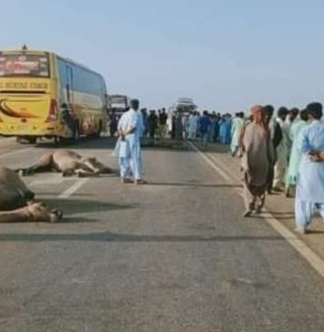 گوادر: مسافر بردار کوچ نے درجن بھر اونٹوں کو کچل دیا
