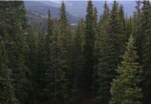 کوئٹہ؛ ماحولیاتی آلودگی چلغوزے کے ایک لاکھ درخت نگل گئی