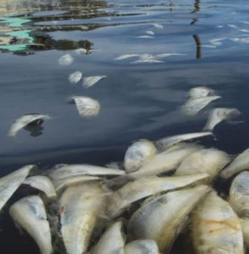 اسکاٹش جزیرے کے ساحل پر 50 سے زیادہ وہیلز ہلاک