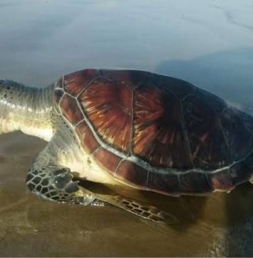 پسنی: نایاب اقسام کے دو کچھوئے مردہ حالت میں برآمد