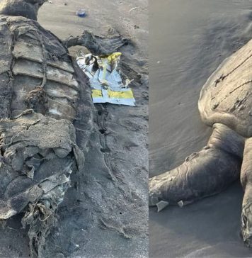 گوادر کے ساحل پر چار سمندری کچھوؤں کی ہلاکت، ماہرین نے تشویش کا اظہار کر دیا