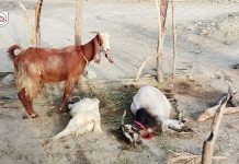 ہوت آباد میں گھر پر حملہ، علاقے میں فوجی آپریشن جاری